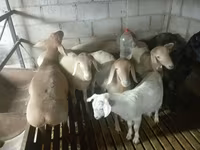 Montone, Arashan sheep — foto 5