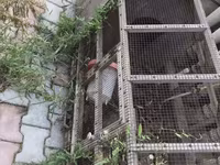 Taxta və metal tor konstruksiyalı quş qəfəsi/volyeri. Uzunsov formada — عکس 2