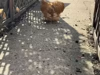 Pekin Bantam — zdjęcie 1