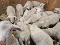 Kambing jantan, Merinoland sheep — foto 2