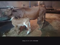 گائے, مویشی — تصویر 5