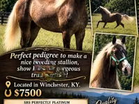 اسب نر, Rocky Mountain Horse — عکس 4