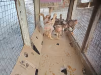 Chickens — 사진 3