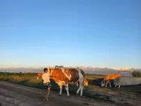Bulle, Simmental cattle — Foto 1