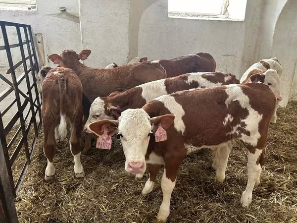 Tyre, Simmental cattle