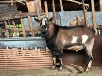 بز نر, Alpine goat — عکس 2