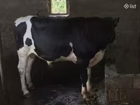 सांड, Russian Black pied cattle — फ़ोटो 7