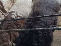 Bagge, Arashan sheep — foto 6
