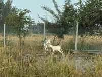 แพะตัวเมีย, Saanen goat — รูปภาพ 2