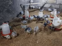 Chickens — รูปภาพ 4