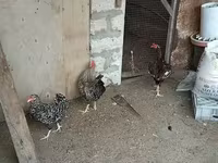 Chickens — foto 8