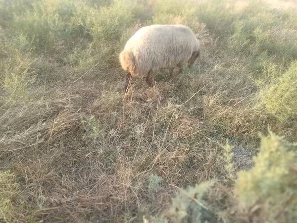 Domba betina, Sheep