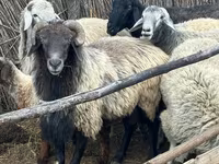 Kambing jantan, Karakul sheep — foto 1