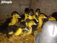 Pekin german — foto 6