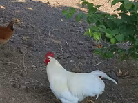 Chickens — عکس 1