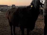 Domba jantan, Hissar sheep — foto 1