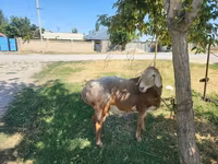 قوچ, Arashan sheep — عکس 1