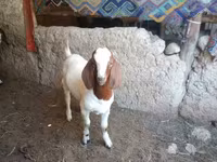 Kambing jantan, Boer goat — foto 1