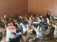 Chickens — عکس 8