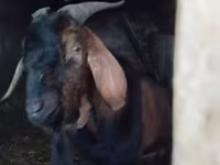 Mbuzi dume, Nubian Goat — picha 4