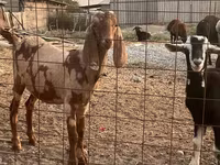 بکرا, Beetal goats — تصویر 1