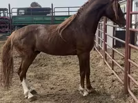 حصان, Arabian horse — الصورة 1