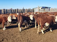 Lembu betina, Kazakh White-headed cow — foto 1