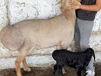 Kambing jantan, Sheep — foto 8