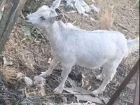 ፍየል, Goats — ፎቶ 2