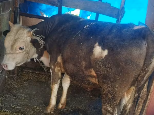 Bull, Red-spotted breed — Azerbaijan