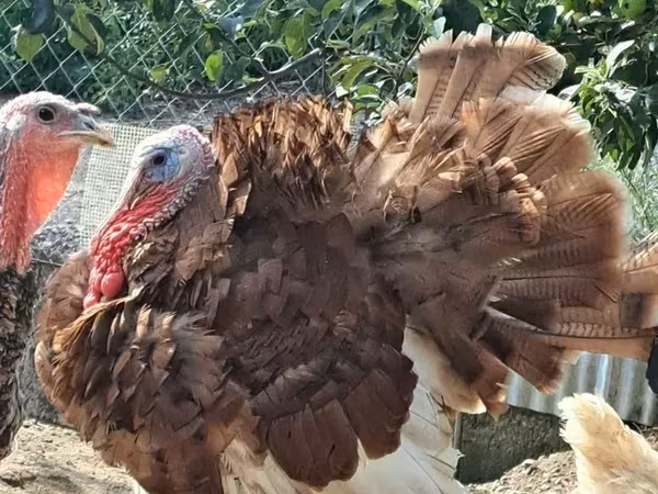Turkeys — Armenia