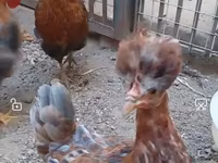 Chickens — عکس 3