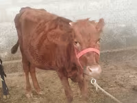 Koe, Red Estonian cattle — foto 2