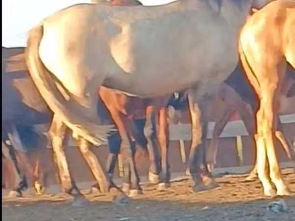 Kuda betina, Horses
