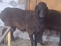 مینڈھا, Arashan sheep — تصویر 2