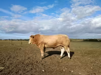 Bull, Blonde d’Aquitane cattle — photo 1