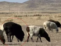 قوچ, Edilbay sheep — عکس 4