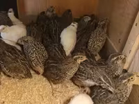 Quails — عکس 1