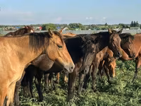 Kuda jantan, Bashkir horse — foto 3