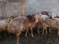 میش, Arashan sheep — عکس 1