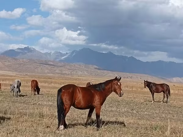 Hoppe, Kyrgyz Horse