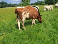 Vaca, Simmental cattle — foto 1