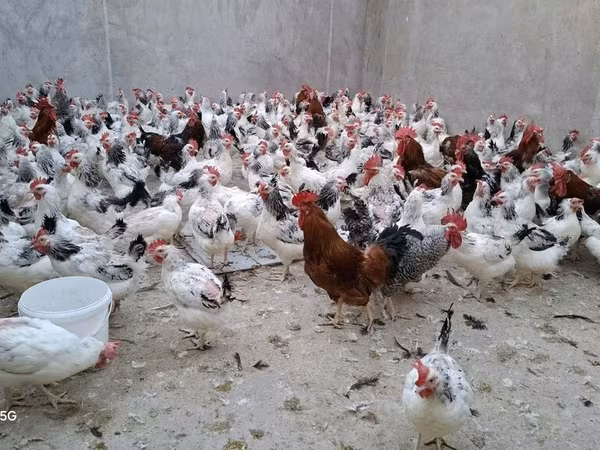 Chickens
