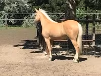 母马, Hungarian horse breed — 照片 6