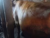 گاو ماده, Simmental cattle — عکس 3