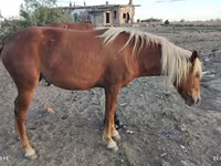 مادیان, اسب — عکس 4