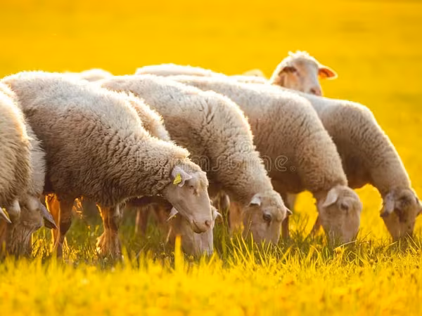 Sheep, Sheep