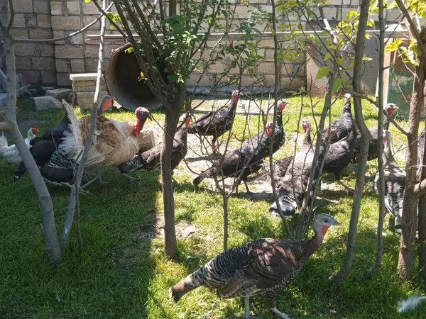 Turkeys