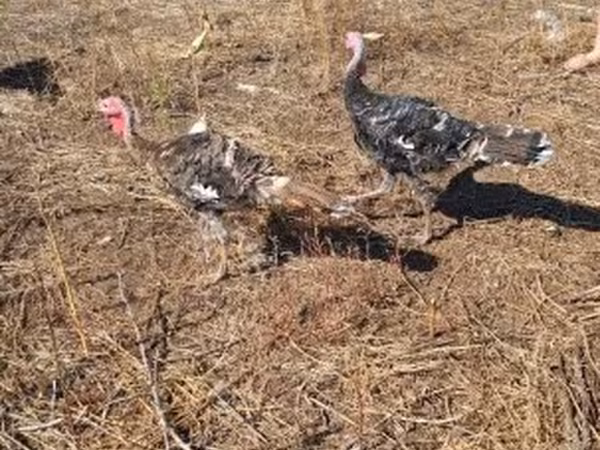Turkeys