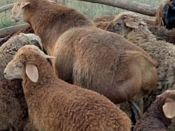 قوچ, Edilbay sheep